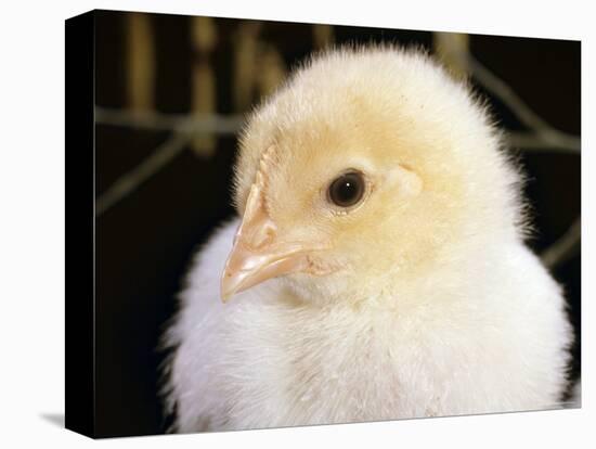 Portrait of a Chick, 3-Week-Old-Jane Burton-Stretched Canvas