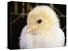 Portrait of a Chick, 3-Week-Old-Jane Burton-Stretched Canvas