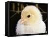 Portrait of a Chick, 3-Week-Old-Jane Burton-Framed Stretched Canvas