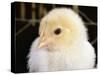 Portrait of a Chick, 3-Week-Old-Jane Burton-Stretched Canvas