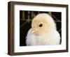 Portrait of a Chick, 3-Week-Old-Jane Burton-Framed Premium Photographic Print