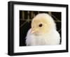 Portrait of a Chick, 3-Week-Old-Jane Burton-Framed Premium Photographic Print