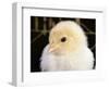 Portrait of a Chick, 3-Week-Old-Jane Burton-Framed Premium Photographic Print