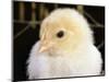 Portrait of a Chick, 3-Week-Old-Jane Burton-Mounted Premium Photographic Print