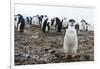 Portrait of a chinstrap penguin (Pygoscelis antarcticus), Half Moon Island, Antarctica, Polar Regio-Sergio Pitamitz-Framed Photographic Print