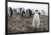 Portrait of a chinstrap penguin (Pygoscelis antarcticus), Half Moon Island, Antarctica, Polar Regio-Sergio Pitamitz-Framed Photographic Print