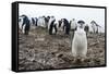 Portrait of a chinstrap penguin (Pygoscelis antarcticus), Half Moon Island, Antarctica, Polar Regio-Sergio Pitamitz-Framed Stretched Canvas