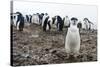 Portrait of a chinstrap penguin (Pygoscelis antarcticus), Half Moon Island, Antarctica, Polar Regio-Sergio Pitamitz-Stretched Canvas