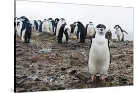 Portrait of a chinstrap penguin (Pygoscelis antarcticus), Half Moon Island, Antarctica, Polar Regio-Sergio Pitamitz-Stretched Canvas