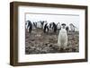 Portrait of a chinstrap penguin (Pygoscelis antarcticus), Half Moon Island, Antarctica, Polar Regio-Sergio Pitamitz-Framed Photographic Print