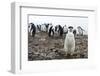 Portrait of a chinstrap penguin (Pygoscelis antarcticus), Half Moon Island, Antarctica, Polar Regio-Sergio Pitamitz-Framed Photographic Print