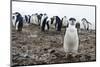 Portrait of a chinstrap penguin (Pygoscelis antarcticus), Half Moon Island, Antarctica, Polar Regio-Sergio Pitamitz-Mounted Photographic Print