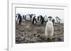 Portrait of a chinstrap penguin (Pygoscelis antarcticus), Half Moon Island, Antarctica, Polar Regio-Sergio Pitamitz-Framed Photographic Print