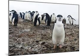 Portrait of a chinstrap penguin (Pygoscelis antarcticus), Half Moon Island, Antarctica, Polar Regio-Sergio Pitamitz-Mounted Photographic Print