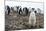 Portrait of a chinstrap penguin (Pygoscelis antarcticus), Half Moon Island, Antarctica, Polar Regio-Sergio Pitamitz-Mounted Photographic Print