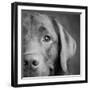 Portrait of a Chocolate Labrador Dog-null-Framed Photographic Print