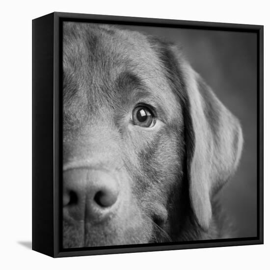 Portrait of a Chocolate Labrador Dog-null-Framed Stretched Canvas