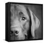 Portrait of a Chocolate Labrador Dog-null-Framed Stretched Canvas