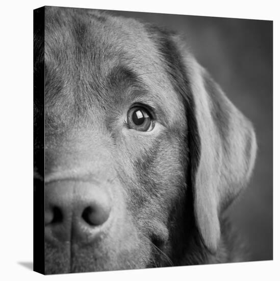 Portrait of a Chocolate Labrador Dog-null-Stretched Canvas