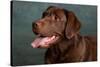 Portrait of a Chocolate Labrador Dog-null-Stretched Canvas