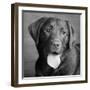 Portrait of a Chocolate Labrador Dog-null-Framed Photographic Print