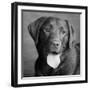 Portrait of a Chocolate Labrador Dog-null-Framed Photographic Print