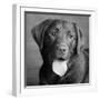 Portrait of a Chocolate Labrador Dog-null-Framed Photographic Print