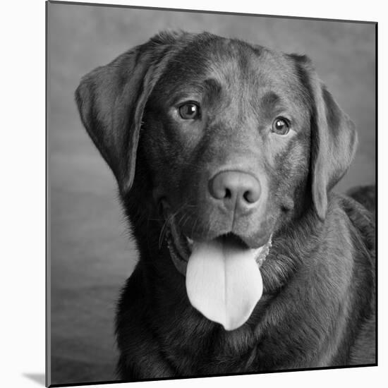 Portrait of a Chocolate Labrador Dog-null-Mounted Photographic Print