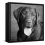 Portrait of a Chocolate Labrador Dog-null-Framed Stretched Canvas