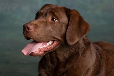 choc lab dog