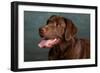 Portrait of a Chocolate Labrador Dog-null-Framed Photographic Print