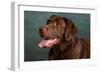 Portrait of a Chocolate Labrador Dog-null-Framed Photographic Print