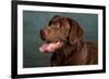 Portrait of a Chocolate Labrador Dog-null-Framed Photographic Print