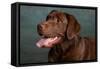 Portrait of a Chocolate Labrador Dog-null-Framed Stretched Canvas