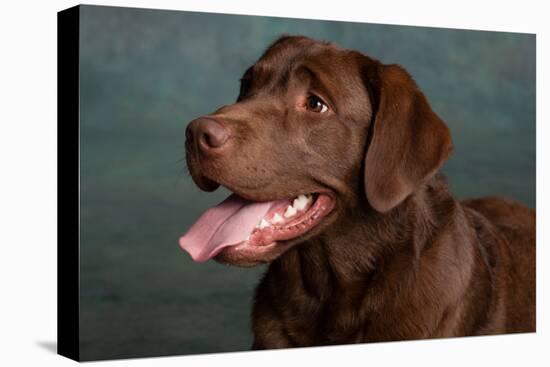 Portrait of a Chocolate Labrador Dog-null-Stretched Canvas
