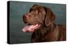 Portrait of a Chocolate Labrador Dog-null-Stretched Canvas