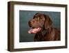 Portrait of a Chocolate Labrador Dog-null-Framed Photographic Print