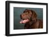 Portrait of a Chocolate Labrador Dog-null-Framed Photographic Print