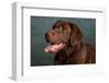 Portrait of a Chocolate Labrador Dog-null-Framed Photographic Print