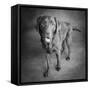 Portrait of a Chocolate Labrador Dog-null-Framed Stretched Canvas