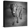 Portrait of a Chocolate Labrador Dog-null-Stretched Canvas