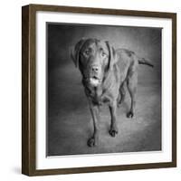 Portrait of a Chocolate Labrador Dog-null-Framed Photographic Print