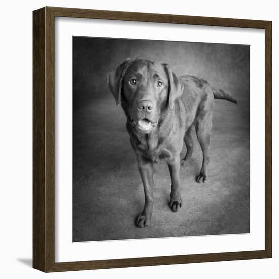 Portrait of a Chocolate Labrador Dog-null-Framed Photographic Print