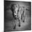 Portrait of a Chocolate Labrador Dog-null-Mounted Photographic Print