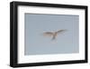 Portrait of a common white or fairy tern, Gygis alba, in flight. Denis Island, Seychelles.-Sergio Pitamitz-Framed Photographic Print