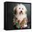 Portrait of a Conton de Tulear dog-Panoramic Images-Framed Stretched Canvas