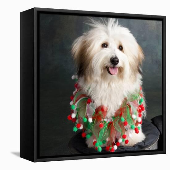 Portrait of a Conton de Tulear dog-Panoramic Images-Framed Stretched Canvas