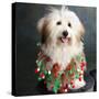 Portrait of a Conton de Tulear dog-Panoramic Images-Stretched Canvas