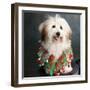 Portrait of a Conton de Tulear dog-Panoramic Images-Framed Photographic Print