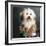 Portrait of a Conton de Tulear dog-Panoramic Images-Framed Photographic Print